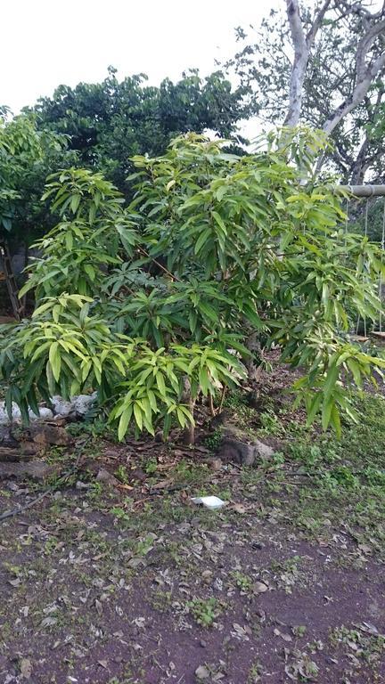 Cucuve Eco Hostal Puerto Baquerizo Moreno Zewnętrze zdjęcie